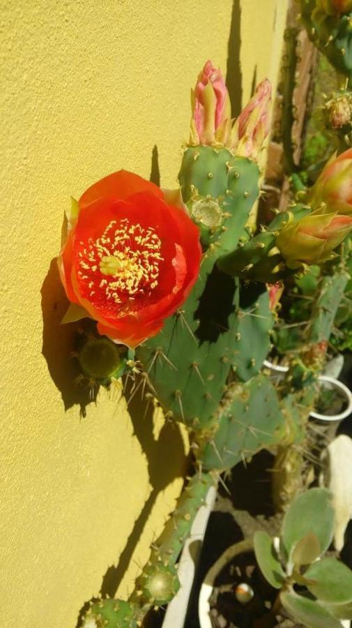 Apartamento Pucará Villa Gesell