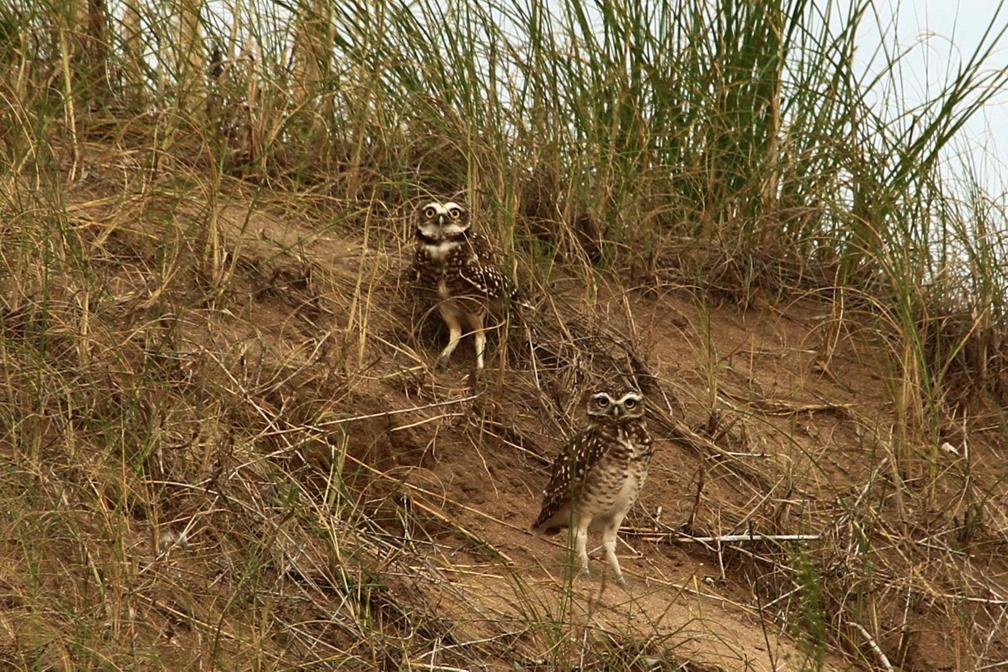 Anchimalen