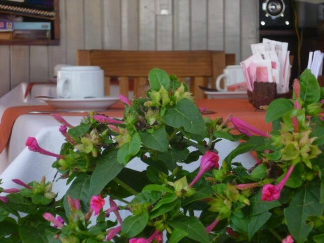 Pelicano * Villa Gesell
